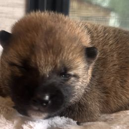 Kuro x Kitty Bravo Boy 3 - Red male Shiba Inu puppy in Brecksville, Ohio from Shomaisou Shiba Inu