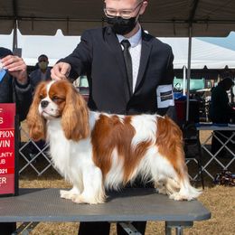 Trouble - Cavalier King Charles Spaniel