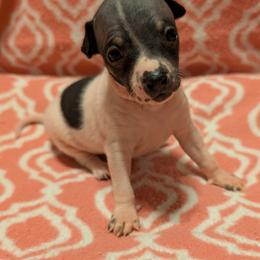 Cranberry - White and black female American Hairless Terrier puppy in Phoenix, Arizona from Bare Valley
