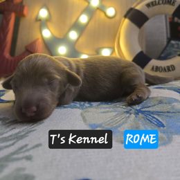 Rome - Fawn (isabella) and tan male Dachshund puppy in Poplarville, Mississippi from T's Kennel