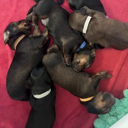 Dachshund Puppies from Hatadox