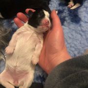 Lowchen Puppies from Dragonne Lowchen