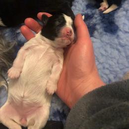 Lowchen Puppies from Dragonne Lowchen