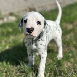 Rolly - White and black male Dalmatian puppy in Mount Vernon, Washington from Pawsitively Spotted