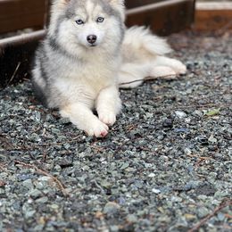 Missy - Pomsky