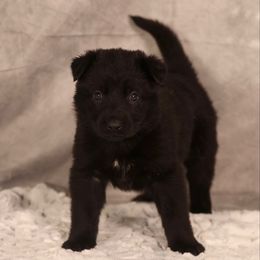 Elphaba - Black German Shepherd puppy in Hamptonburgh, New York from Uber Dem Bach German Shepherds