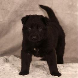 Elphaba - Black German Shepherd puppy in Hamptonburgh, New York from Uber Dem Bach German Shepherds