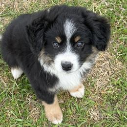 Ham - Black tri male Miniature Australian Shepherd puppy in Gatesville, Texas from Southern Promise Aussie’s