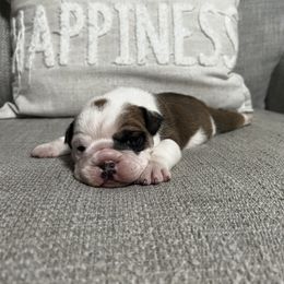 Bulldog Puppies from Angela's Kennel