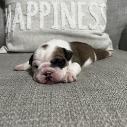 Bulldog Puppies from Angela's Kennel