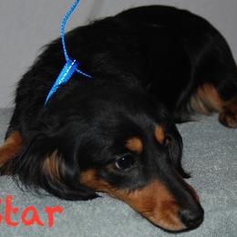Star - Black and Tan - Black and tan female Dachshund puppy in Pueblo, Colorado from HotDachs