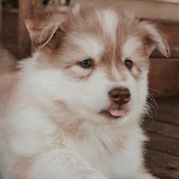 Siberian Husky Puppies from Hill Top Huskies