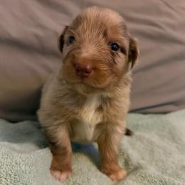 Twix - Red merle male Australian Shepherd puppy in East Hartford, Connecticut from CT Aussies