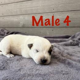 Leo - Red mottled male Australian Cattle Dog puppy in Axton, Virginia from Red Clay Kennels