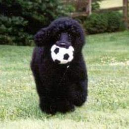 Poodle Puppies from Pearsonia poodles
