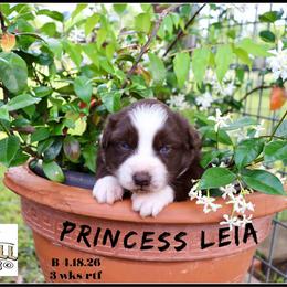 Princess Leia - Red female Miniature Australian Shepherd puppy in Madisonville, Texas from Flying LL Aussies