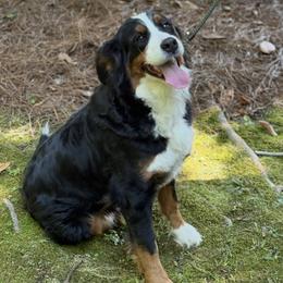 Bernese Mountain Dog puppies from Beitzel Babies