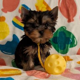 Phil - Black and gold male Yorkshire Terrier puppy in Gatesville, Texas from KontryKritterz Yorkies