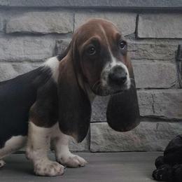 Jacks - Black brown and white male Basset Hound puppy in Newton Grove, North Carolina from MGA Basset Hound
