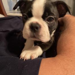 Boston Terrier Puppies from Boston Kup Breeders
