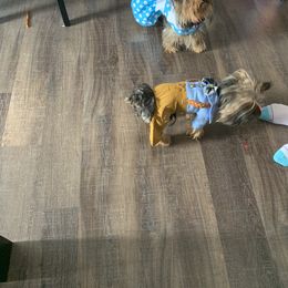 Yorkshire Terrier Puppies from Missy Lu Lap Puppies