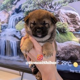MARGAUX - Sesame female Shiba Inu puppy in Minnesota from BonsaiShibas