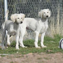 Saluki Puppies from Obi-Wan Salukis