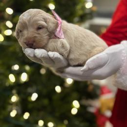 Roo - Cream male Goldendoodle puppy in Camden, North Carolina from Oopsie Doodles of NC