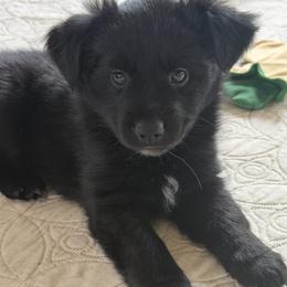 Lori - Black female Australian Shepherd puppy in Flemington, New Jersey from Aislin Fields