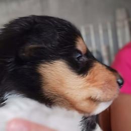 Kurly-Q (Tri Boy 8) - Black white and tan male Collie puppy in Nunn, Colorado from Kingsgift Collies