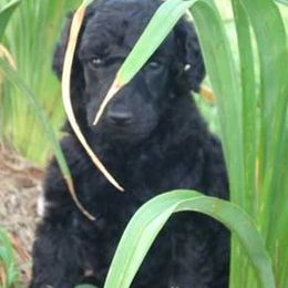 Poodle Puppies from Targa Poodles