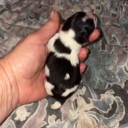 Timber - in love - Black parti male Pomeranian puppy in Gilmer, Texas from Fairchild Fancy Pomeranians and Coachella Pomeranians