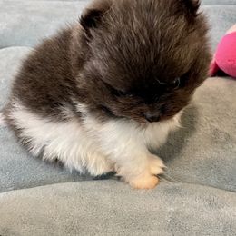 Pomeranian Puppies from Nikki’s lil Pomeranians