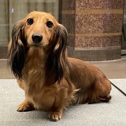 Trouble - Dachshund
