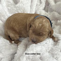 Blue collar boy - Apricot male Goldendoodle puppy in Fairfield, California from Twin Sisters Doodles
