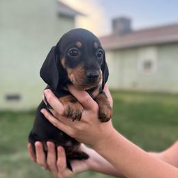 Oreo (Pink Collar) - Black and tan female Dachshund puppy in Turlock, California from Dandelion Dachshund