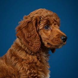Laika - Poodle