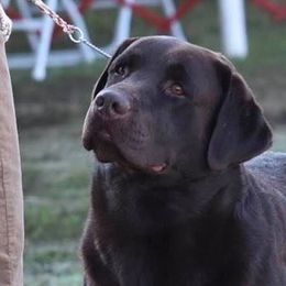 Jonny - Labrador Retriever