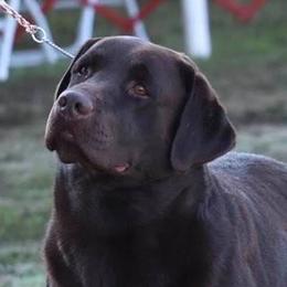 Jonny - Labrador Retriever