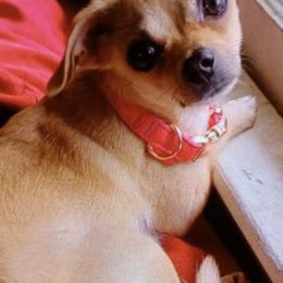 Chihuahuas and Shiba Inu from Tenderheart Kennels