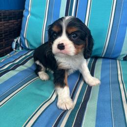 Lord Anthony - Tri-color male Cavalier King Charles Spaniel puppy in Avalon Beach, Florida from Cavaliers of Avalon
