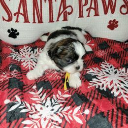 Girl 3 - Tricolor female Shih Tzu puppy in Wooster, Ohio from Mending Hearts Shih Tzu's