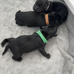 Boy 2 - Black male Labrador Retriever puppy in Palm Springs, California from Outlaws Labradors