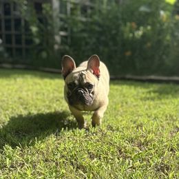French Bulldog and Rottweiler Puppies from Von Darr Kennels