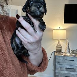 Black collar Mr. Spicy Dill - Black and cream male Dachshund puppy in Hutto, Texas from R.G. Dachshunds