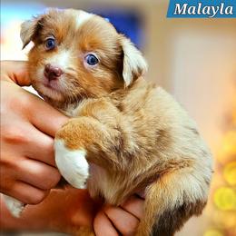Malayla - Red merle female Miniature Australian Shepherd puppy in Punta Gorda, Florida from Christie's Creekside Aussies