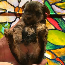 Cadbury - Black and tan male Yorkshire Terrier puppy in Winder, Georgia from Empire Yorkies