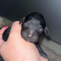 Girl 1 - Black female Poodle puppy in Calimesa, California from Teakwoodpoodleofsocal