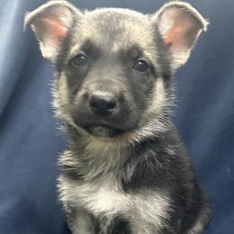 Odin - Black and silver male German Shepherd puppy in Perkasie, Pennsylvania from Twila Ruth Herot