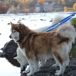 Anastasia - Alaskan Malamute